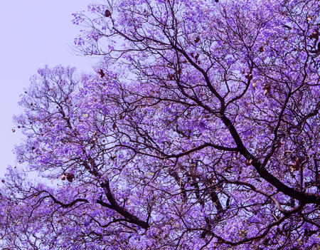 Beautiful blooming violet branches of Jacaranda. Brooklyn. Pretoria. Spring in South Africa. Artistic retouching.の写真素材