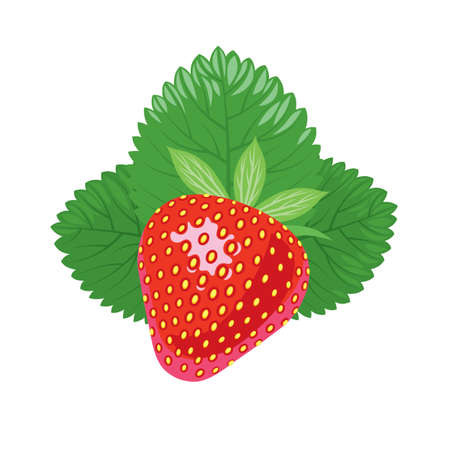 Strawberry isolated on white. Realistic strawberry illustration.のイラスト素材