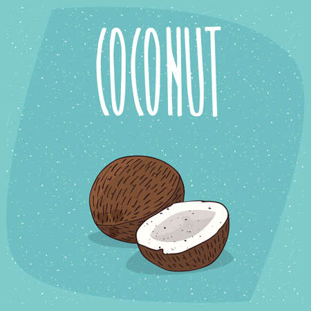 Group of several ripe coconut fruits, whole and beautifully chopped to pieces. Visible flesh.のイラスト素材