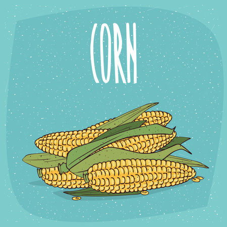 Group of several ripe whole vegetable fruits, corn ears or cobs with leaves. Visible seeds. Isolated background. Realistic hand draw style. Lettering inscription Cornのイラスト素材