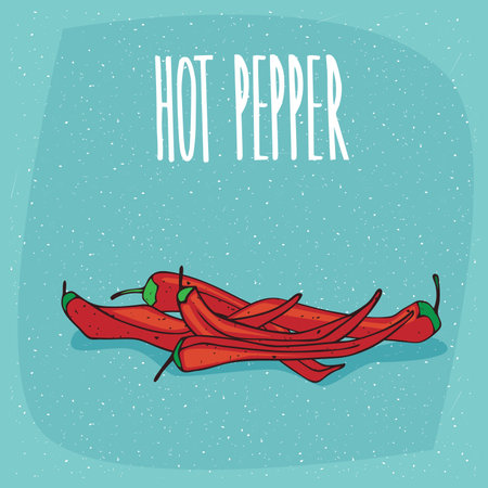 Group of several ripe red capsicum fruits, beautifully and whole. Isolated blue background. Realistic hand draw style. Lettering inscription Hot pepperのイラスト素材