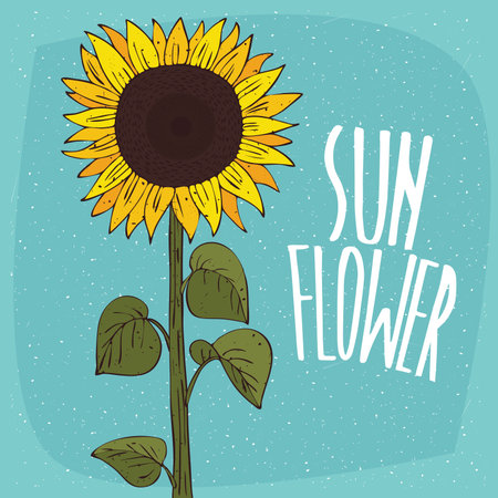 One huge whole ripe helianthus or sunflower plant with seeds, on stem with leaves. Isolated blue background. Realistic hand draw style. Lettering inscription Sun flowerのイラスト素材