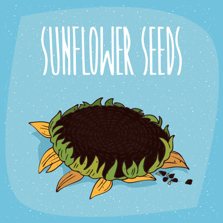 One huge whole ripe helianthus plant with small leaves, near seeds. Isolated blue background. Realistic hand draw style. Lettering inscription Sunflower seedsのイラスト素材