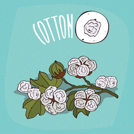 Set of isolated plant Cotton flowers herb with leaves, Simple round icon of Gossypium or cotton on white background, Lettering inscription Cottonのイラスト素材