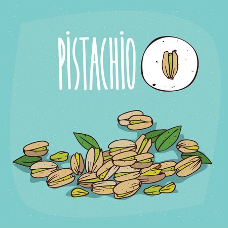 Set of isolated plant Pistachio seeds herb with leaves, Simple round icon of Pistacia vera on white background, Lettering inscription Pistachioのイラスト素材