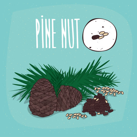 Set of isolated plant Pine nut seeds herb with leaves, nuts, Simple round icon of Pine on white background, Lettering inscription Pine nutのイラスト素材