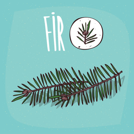 Set of isolated plant Fir leaves herb with twigs, Simple round icon of Pinaceae on white background, Lettering inscription Firのイラスト素材