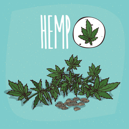 Set of isolated plant Hemp leaves herb with seeds, Simple round icon of Cannabis sativa on white background, Lettering inscription Hempのイラスト素材