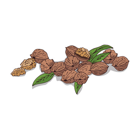 Isolated clipart of plant Walnut on white background. Botanical drawing of herb Juglans regia with nuts and leavesのイラスト素材