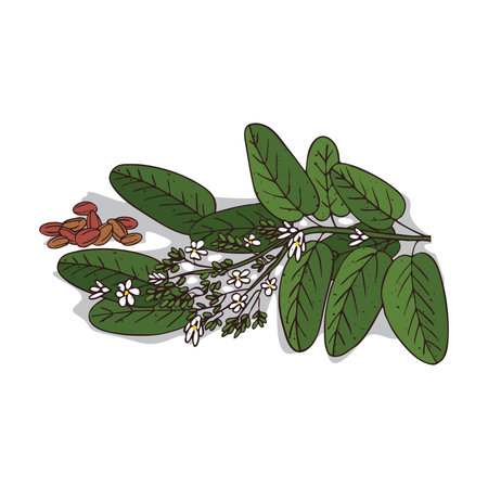 Isolated clipart Vateria indicaのイラスト素材