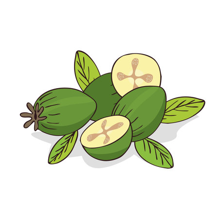 Isolate ripe guava fruits or feijoaのイラスト素材