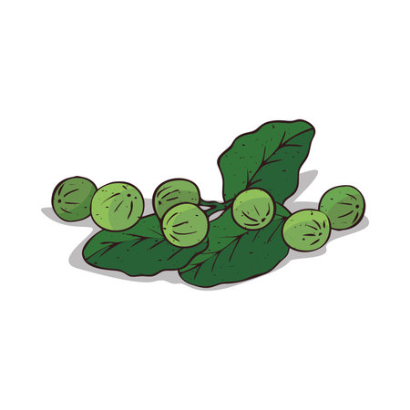 Isolated clipart Tamanuのイラスト素材
