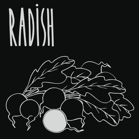 Isolate ripe radish root vegetable as chalk on blackboard. Close up clipart in chalkboard style. Hand drawn iconのイラスト素材