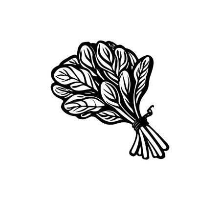 Bunch of fresh spinach. Vector illustration in doodle styleのイラスト素材