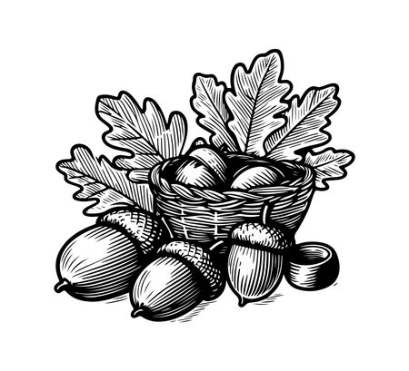Hand drawn acorns in basket with oak leaves. Black and white vector illustration.のイラスト素材