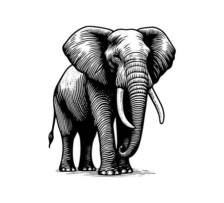 Elephant, hand drawn sketch vector illustration isolated on white background.のイラスト素材