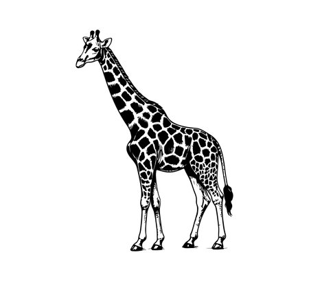 Giraffe vector illustration. Hand drawn giraffe isolated on white background.のイラスト素材