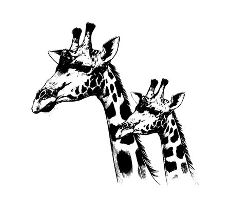 Giraffe hand drawn vector illustration. Isolated on white background.のイラスト素材