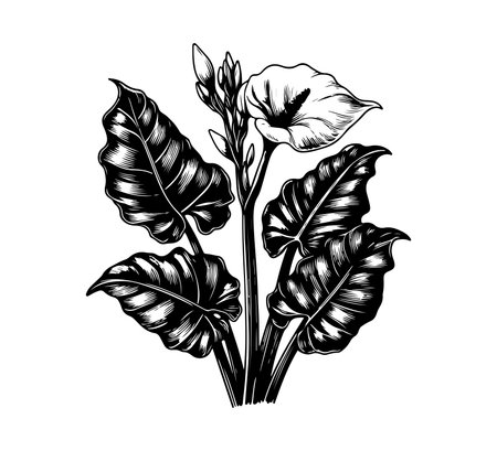 Hand drawn vector illustration of a tropical plant. Black and white drawing.のイラスト素材