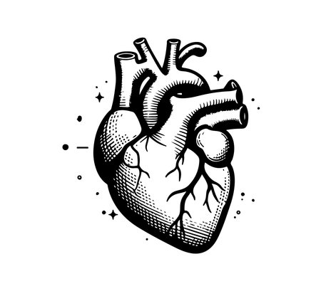 Human heart. Vector hand drawn illustration in vintage engraving style.のイラスト素材