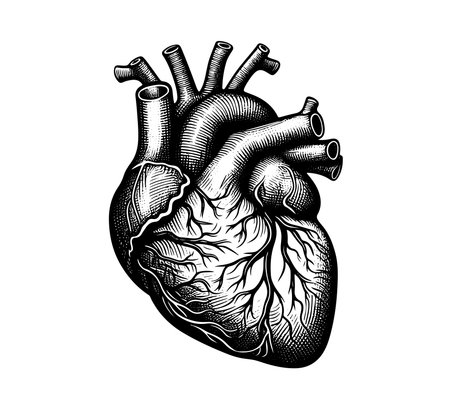 Human heart in engraving style. Vector illustration for your designのイラスト素材