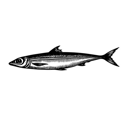 Sardine fish. Vector illustration of a fish on a white background.のイラスト素材