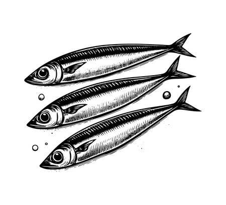 Sardines. Hand drawn vector illustration. Engraved style.のイラスト素材