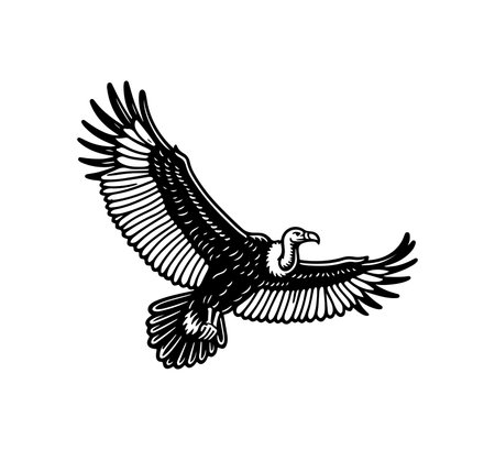 Andean Condor Hand Drawn Illustration vector graphic assetのイラスト素材