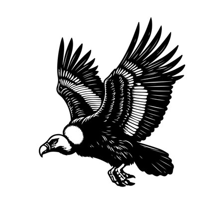 Andean Condor Hand Drawn Illustration vector graphicのイラスト素材