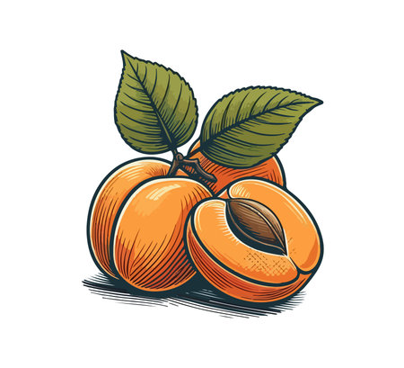Apricot hand drawn vintage vector illustrationのイラスト素材