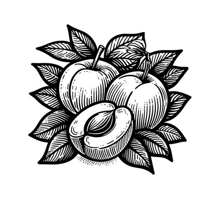 Apricot hand drawn vintage vector illustrationのイラスト素材