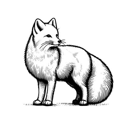 White fox hand drawn vector illustration graphic articのイラスト素材