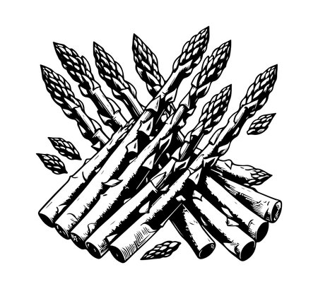 Asparagus Hand drawn Vector graphicのイラスト素材