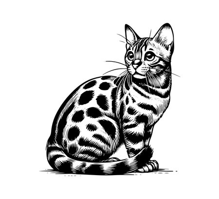 Bengal Cat Hand drawn vector illustration graphicのイラスト素材