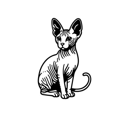 Sphynx cat hand drawn vectorのイラスト素材