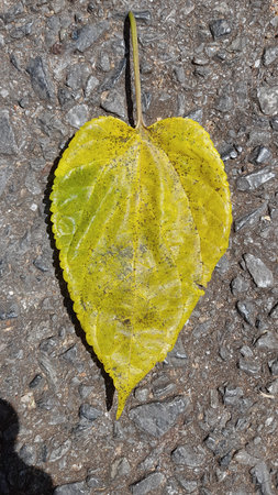 Leaf on the ground in autumn, close-up of photo