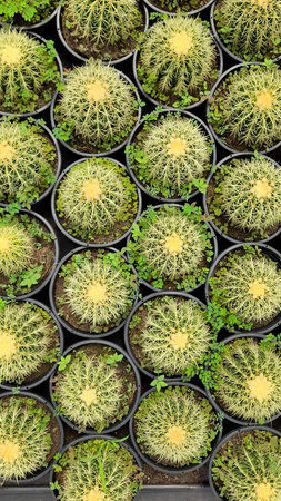 Cactuses in the flower pot, top view, stock photoの写真素材