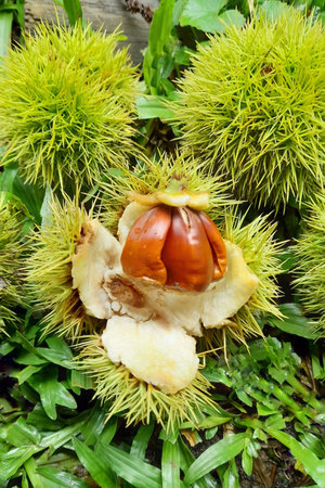 green and prickly open Portuguese chestnut berry with the chestnuts exposed in soft brown color and other berries closed around on a green grassの写真素材