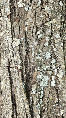 thick gray tree bark with lichens and small cracksの写真素材
