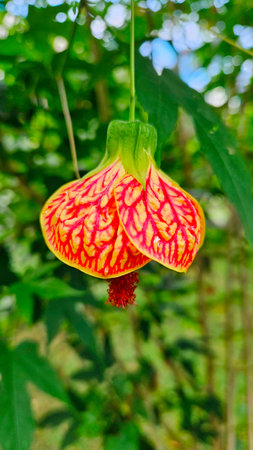 pendant plant with flower and green foliage backgroundの写真素材