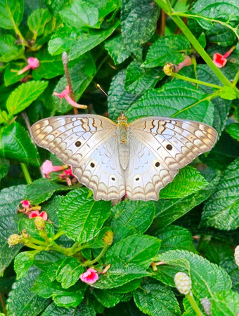 gray butterfly with six black dots on the wings, antennae visible, on green leaves with small flowersの写真素材