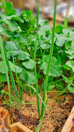 organic garden of chives and arugula, green leaves in brown fertile soilの写真素材