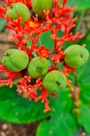 round green fruits, with coral-red flowersの写真素材
