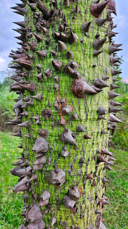 green trunk of exotic tree full of thorns in open fieldの写真素材