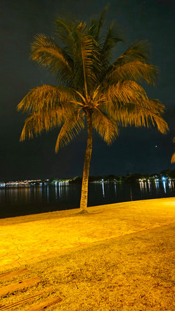 coconut tree by the lake at night with leafy branches and diffuse night light mixed with city lights
