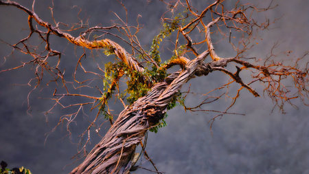 tree under the night sky, highlight the trunk with some leaves, soft colors by the light of the city at nightの写真素材
