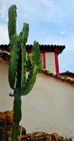 tall cactus in front of the white wall with red accents, in the background house with roof and sky aboveの写真素材