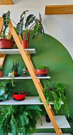 green decor with raw wood shelves and assorted plantsの写真素材
