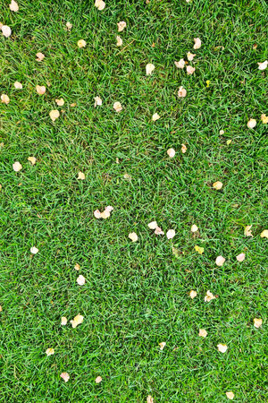 background green grass carpet, with very light pink petalsの写真素材
