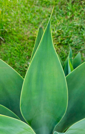Perfectly shaped, juicy, highlighted green agave leafの写真素材